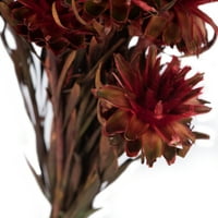 Vickerman 8-20 piros Plumosum, női, virág fejek kötegenként, tartósított
