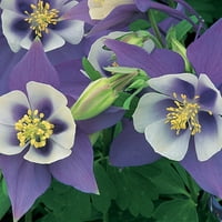 Jobb otthonok és kertek kültéri élő növényi növény Aquilegia columbine origami többszínű kék-fehér, vörös és fehér,