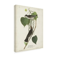 John James Audubon 'Tyrant Flycatcher' Canvas Art