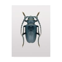 Védjegy Szépművészet 'Beetle Fabrikken' Canvas Art készítette: Design Fabrikken