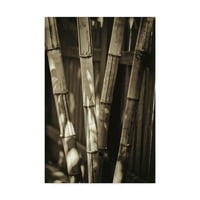 A Philippe Sainte-Laudy, a „Szepia Bamboos” vászon művészete