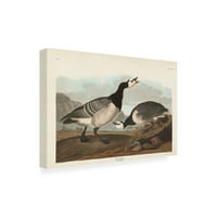 John James Audubon 'Barnacle Goose' vászon művészet