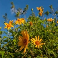 Trópusi sárga virágok, Bavaro, Higuey, Punta Cana, Dominikai Köztársaság Poszter Nyomtatás Lisa S. Engelbrecht