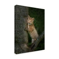Védjegy képzőművészet 'Bobcat cica pózol a fa törzse ellen' vászon művészet Galloimages Online