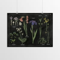 Americanflat botanikai Floral Chart Ii Fekete-fehér vad alma Portfolio poszter Art Print Nyomtatás