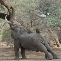 Elérve elefánt-Mana medencék Zimbabwe Poszter Nyomtatás Scott Bennion SN112000DG