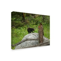 Védjegy képzőművészet 'Bear Cub on Rock' vászon művészet által Galloimages Online