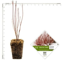 Bizonyított Winners® Cornus Arctic Fire® 4 Potted Rocketliners® White Full Sun szarvas -rezisztens LB