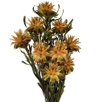 Vickerman Aspen Gold Plumosum Flower 20 hosszú szárú, valódi tartósított szárított virágdísz esküvői, otthoni vagy