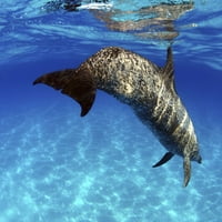 Érett Atlanti foltos delfin, Stenella plagiodon, szemlélteti a foltos mintát, azaz a névadóját. Szerző: David Fleetham