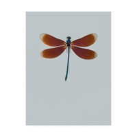 A „Dragonfly II” vászon művészet képzőművészeti művészete incado