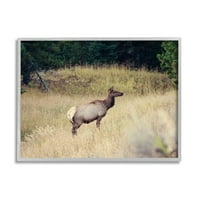 Stupell Wild Elk Nature Grove Photography állatok és rovarok Fénykép szürke keretes művészeti nyomtatási fal művészet