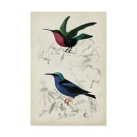 Védjegy képzőművészet' d 'Orbigny madarak I' vászon művészet M. Charles d ' Orbigny