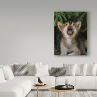 Védjegy képzőművészet 'Wolf Pup Howls' vászon művészet által Galloimages Online