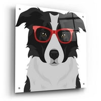 Epikus művészet Border Collie Hipster szemüveget visel a Furbaby Affiliates, akrilüveg fali művészet, 24 x24